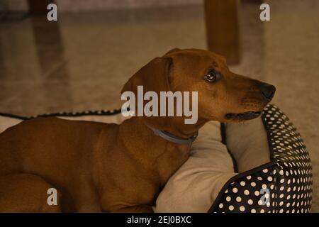 Bellissimo cane dachshund purebred, chiamato anche dachshund, cane viennese o cane salsiccia, su un letto di cane guardando la macchina fotografica. Cane Foto Stock