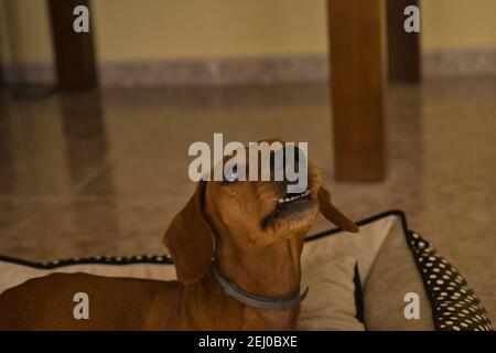 Bellissimo cane dachshund purebred, chiamato anche dachshund, cane viennese o cane salsiccia, su un letto di cane guardando la macchina fotografica. Cane Foto Stock