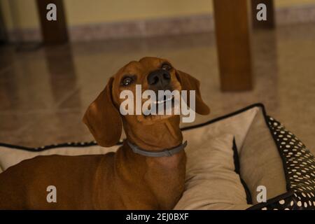 Bellissimo cane dachshund purebred, chiamato anche dachshund, cane viennese o cane salsiccia, su un letto di cane guardando la macchina fotografica. Cane Foto Stock