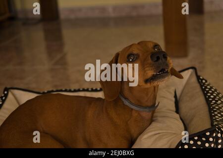 Bellissimo cane dachshund purebred, chiamato anche dachshund, cane viennese o cane salsiccia, su un letto di cane guardando la macchina fotografica. Cane Foto Stock