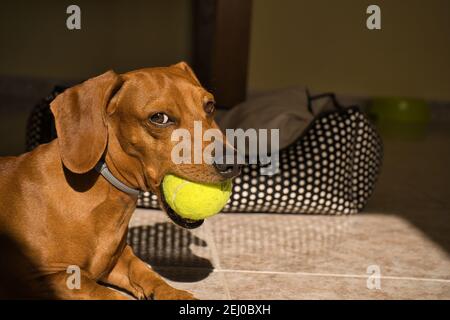Bellissimo cane dachshund purebred, chiamato anche un dachshund, cane viennese, o cane salsiccia, giocando con una palla da tennis gialla. Cane che gioca Foto Stock