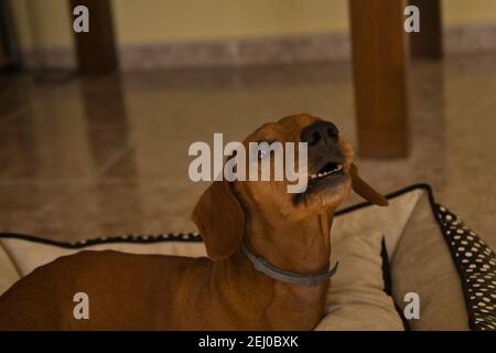 Bellissimo cane dachshund purebred, chiamato anche dachshund, cane viennese o cane salsiccia, su un letto di cane guardando la macchina fotografica. Cane Foto Stock