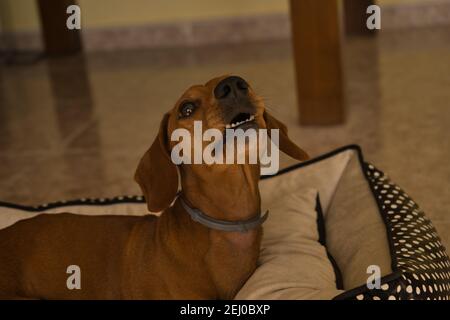 Bellissimo cane dachshund purebred, chiamato anche dachshund, cane viennese o cane salsiccia, su un letto di cane guardando la macchina fotografica. Cane Foto Stock