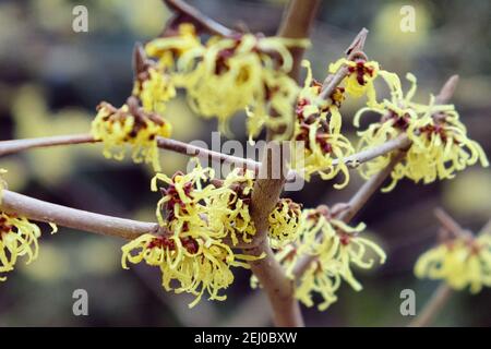 Hamamelis x intermedia 'savill starlight' strega nocciolo fiore durante l'inverno Foto Stock