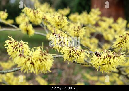 Hamamelis x intermedia 'savill starlight' strega nocciolo fiore durante l'inverno Foto Stock