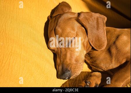 Bellissimo cane dachshund purebred, chiamato anche un teckel, cane viennese, o cane salsiccia, che pende su un letto di cane. Sonnolenza del cane Beautiful purebred dachshund d Foto Stock