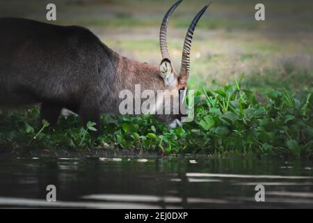 Bellissimo scatto di un grande acquabuk comune cercando di bere acqua dal lago Naivasha, Kenya Foto Stock