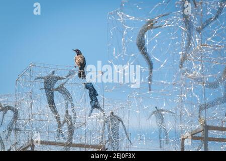 Red wattlebird (Anthochaera carunculata) sui locatari di Barbara Licha, scultura dal mare 2017, Marks Park, Sydney, nuovo Galles del Sud, Australia. Foto Stock