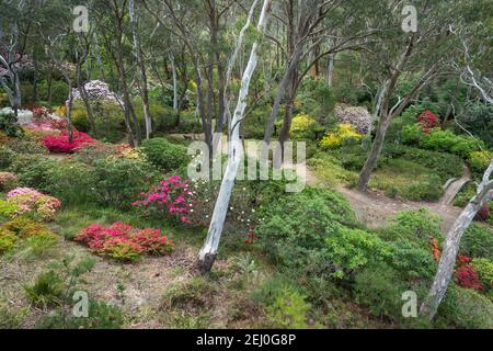 I Campbell Rhododendron Gardens, Blackheath, Blue Mountains, New South Wales, Australia. Foto Stock