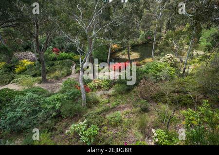 I Campbell Rhododendron Gardens, Blackheath, Blue Mountains, New South Wales, Australia. Foto Stock