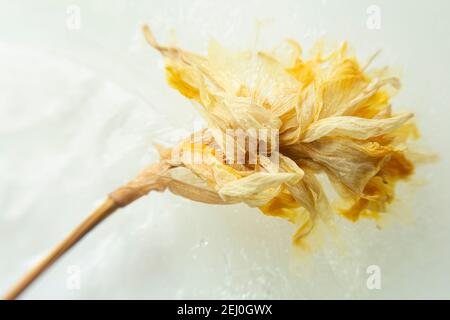 WA192846-00...WASHINGTON - un daffodil secco su ghiaccio. Foto Stock