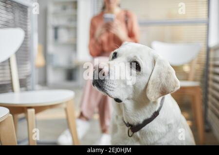 Primo piano ritratto di Labrador bianco cane in attesa in linea presso la clinica di veterinario con espressione curiosa, copia spazio Foto Stock