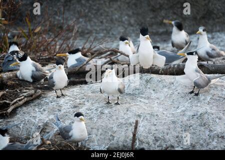 Terna crestata (Thalasseus bergii), Barunguba (Isola di Montague), nuovo Galles del Sud, Australia. Foto Stock