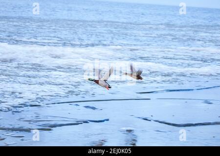 Anatre che volano sul mare ghiacciato di Wadden all'alba, Paesi Bassi Foto Stock