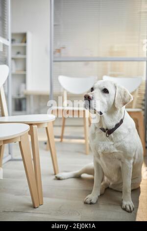 Verticale ritratto a lunghezza intera del cane Labrador bianco in attesa presso la clinica di veterinario con espressione curiosa, spazio di copia Foto Stock