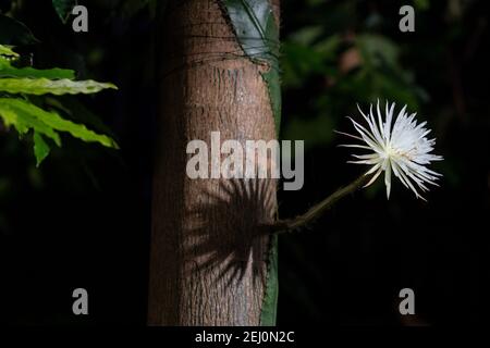 Un raro cactus amazzonico chiamato Moonflower presso il Giardino Botanico dell'Università di Cambridge in quanto fiorisce per ciò che i botanici ritengono sia la prima volta nel Regno Unito. Gli esperti hanno tenuto un orologio notturno durante tutta la settimana in modo che non hanno perso la fioritura di Selenicereus wittii - un evento che inizia al tramonto ed è finito dall'alba. Data immagine: Sabato 20 febbraio 2021. Foto Stock
