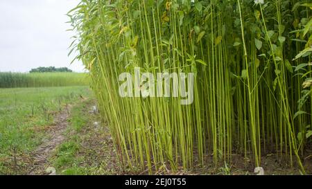 Campo di iuta verde. Iuta disposta in file. Questa è la iuta di più alta qualità in Bangladesh. Foto Stock