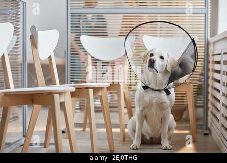 Ritratto a lunghezza intera del cane Labrador bianco con colletto protettivo mentre si siede in sala d'attesa presso la clinica di veterinario, spazio copia Foto Stock