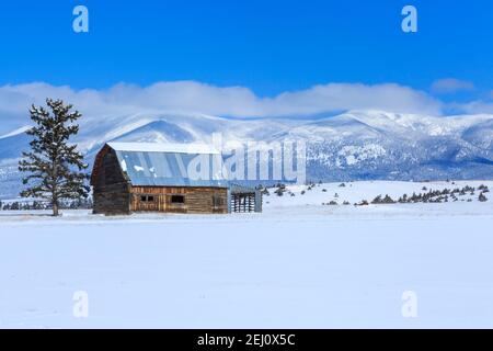 vecchio fienile di tronchi sotto il monte baldy nelle montagne della grande cintura vicino a townsend, montana Foto Stock