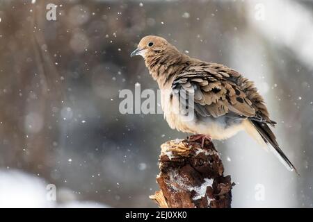 Primo piano ritratto della colomba durante la nevicata invernale Foto Stock