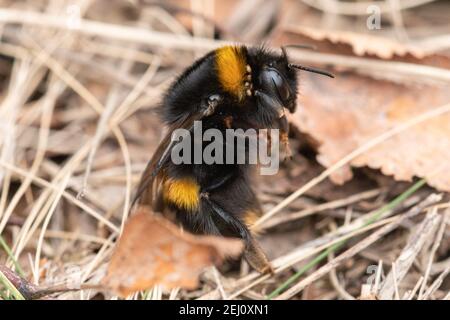 Il bumblebee (Bombus terrestris) è appena uscito dall'ibernazione a febbraio, Hampshire, Inghilterra, Regno Unito Foto Stock