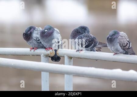 Quattro piccioni domestici seduti e dormendo sulla ringhiera bianca. Una fredda giornata invernale in città. Foto Stock