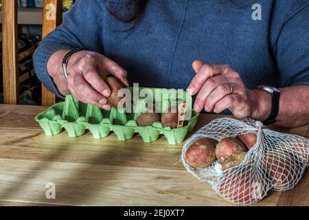 Donna seduta al tavolo che smista le patate Setanta per la lavorazione in scatole di uova con etichette. Incoraggia germogli forti prima di piantare. Foto Stock