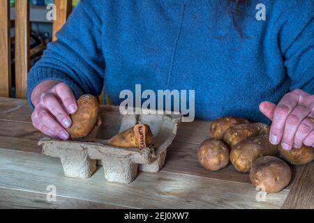 Donna seduta al tavolo che smista le patate prime di Charlotte per il taglio in scatole di uova con etichette. Incoraggia germogli forti prima di piantare. Foto Stock