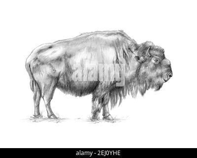 American bison (bisonte) grafite e ritratto di carbone. Illustrazione tradizionale su carta. Foto Stock