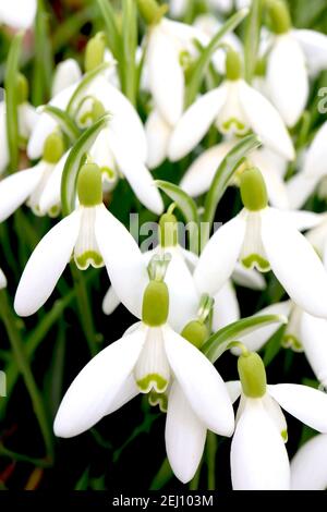 Galanthus elwesii Giant Snowdrop – fiori bianchi pendenti a forma di campana con marchiatura verde simile a baffi, febbraio, Inghilterra, Regno Unito Foto Stock