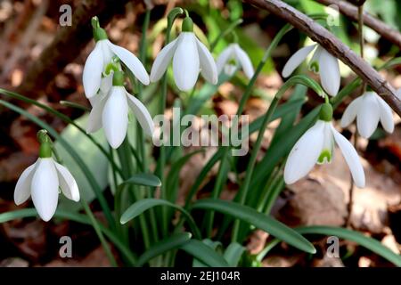 Galanthus elwesii Giant Snowdrop – fiori bianchi pendenti a forma di campana con marchiatura verde simile a baffi, febbraio, Inghilterra, Regno Unito Foto Stock