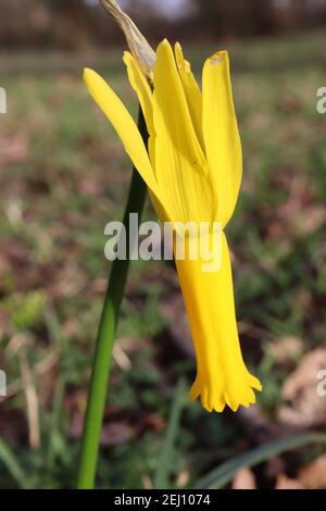 Narcissus Cyclamineus Division 13 Nome botanico solo il daffodil giallo con petali completamente riflessi, febbraio, Inghilterra, Regno Unito Foto Stock