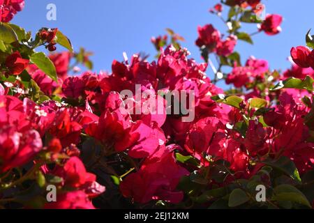 Bougainvillea fiori in fiore sulla vite Foto Stock