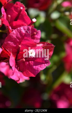 Bougainvillea fiori in fiore sulla vite Foto Stock