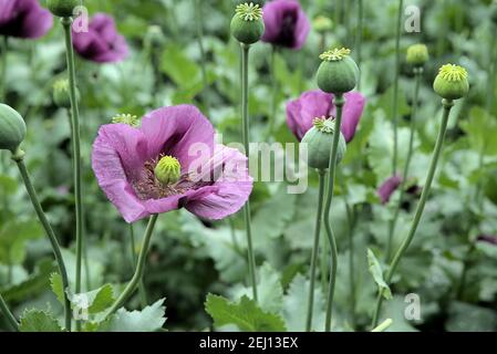 Fiore isolato di papaver somniferum, bellissimo fiore papavero con sfondo sfocato Foto Stock