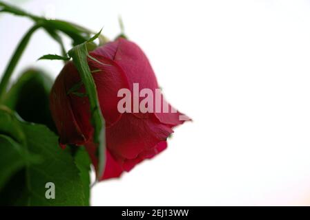 Game Over - fine d'amore, rosa rossa appassita con sfondo bianco Foto Stock
