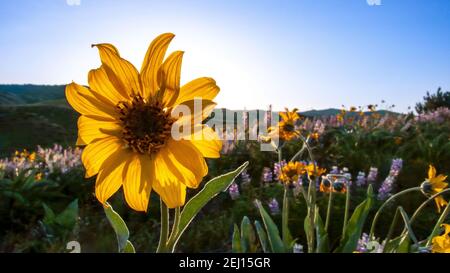 Balsamroot a foglia d'arro con retroilluminazione fornita dal sole del mattino nelle colline Boise dell'Idaho. Foto Stock