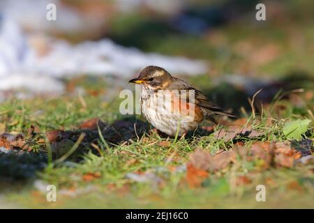 Un Redwing adulto (Turdus iliacus) Nutrirsi a terra in un giardino britannico Foto Stock