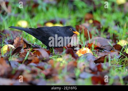 Un maschio adulto Common o Eurasian Blackbird (Turdus merula) che si nutra le mele tra foglie morte su un prato da giardino a Suffolk, Regno Unito Foto Stock