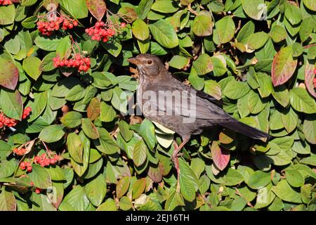 Una femmina adulta comune o Eurasian Blackbird (Turdus merula) Nutrire le bacche in una siepe da giardino nel Regno Unito Foto Stock