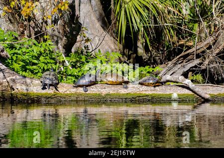 1 cooter fluviale e 3 booter del ventre rosso, crogiolarsi su un tronco lungo il fiume Silver nel Silver Springs state Park, Florida, USA Foto Stock