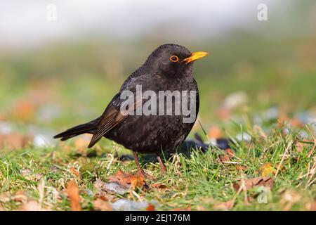 Un maschio adulto comune o Eurasian Blackbird (Turdus merula) In un giardino nel Regno Unito Foto Stock