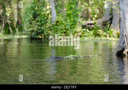 Un alligatore americano che nuota dalla riva del fiume Silver nel Silver Springs state Park, Florida, USA Foto Stock