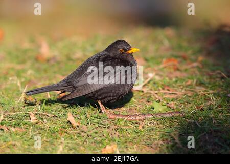 Un maschio adulto comune o Eurasian Blackbird (Turdus merula) In un giardino nel Regno Unito Foto Stock