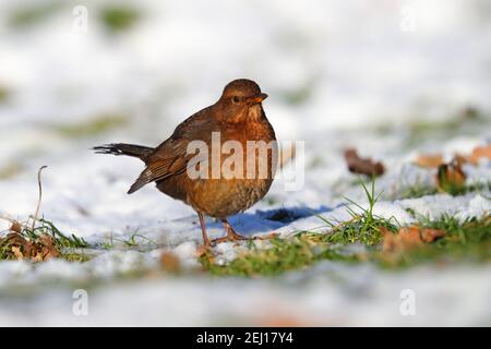 Una femmina di Blackbird comune o eurasiatico (Turdus merula) Foto Stock