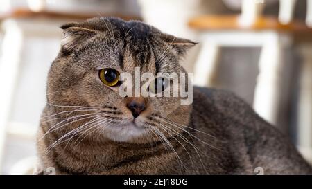 Scotch piega gatto nel soggiorno vicino al tavolo da pranzo. Foto Stock