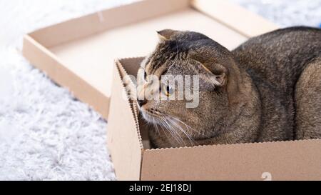 Scotch piega gatto in una scatola di cartone sul pavimento del soggiorno. Foto Stock