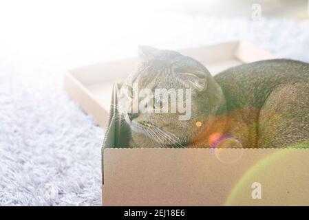 Scotch piega gatto in una scatola di cartone sul pavimento del soggiorno. Foto Stock
