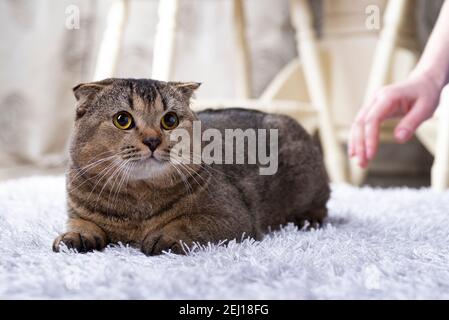 Scotch piega gatto nel soggiorno vicino al tavolo da pranzo. Foto Stock