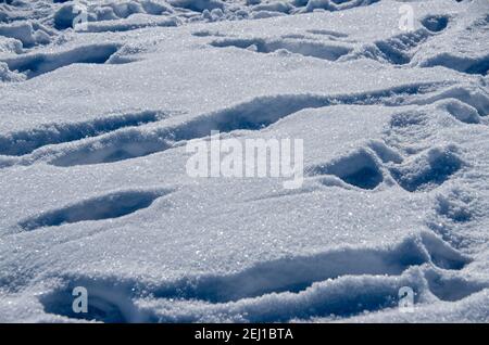 Primo piano di una superficie innevata coperta da tracce nel luce solare Foto Stock